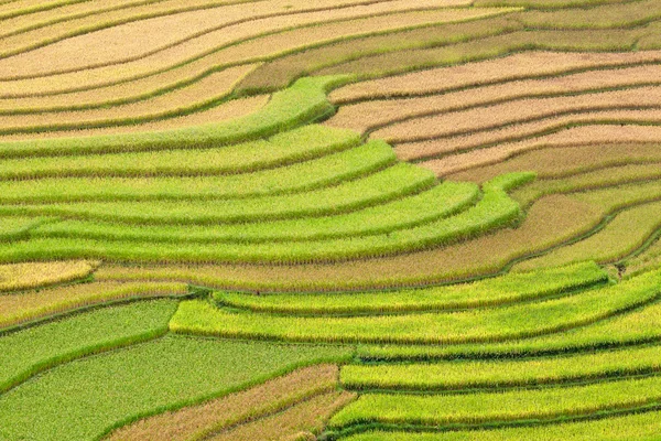 Campos de arroz adosados en Vietnam —  Fotos de Stock