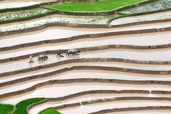 Campi di riso a terrazze in Vietnam — Foto Stock