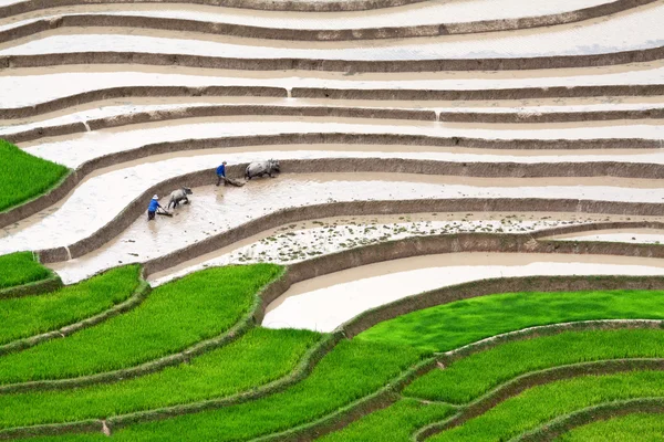 Terasová rýžová pole ve Vietnamu — Stock fotografie