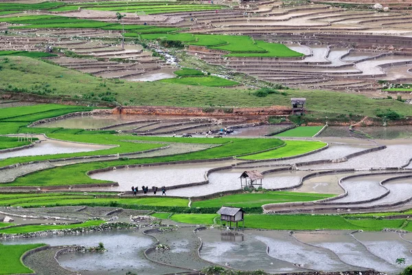 Campos de arroz adosados en Vietnam —  Fotos de Stock