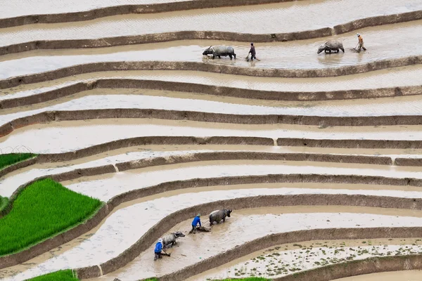 Террасные рисовые поля во Вьетнаме — стоковое фото