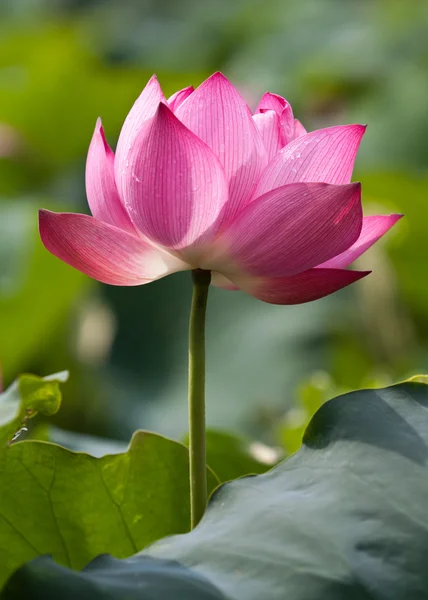 Schöne Lotusblumen in Vietnam — Stockfoto