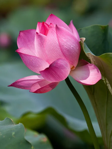 Schöne Lotusblumen in Vietnam — Stockfoto