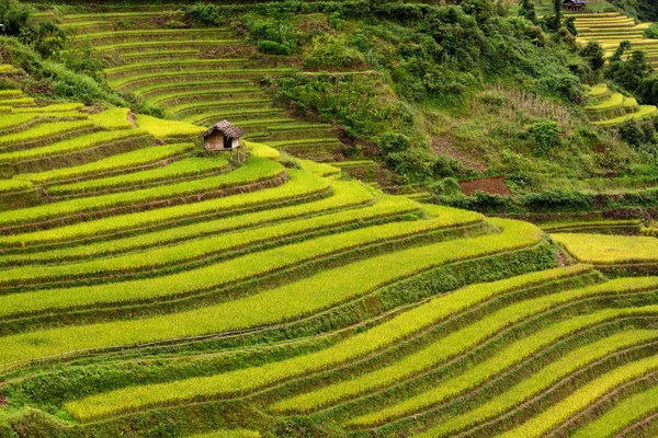 Vietnam 'da teraslı pirinç tarlaları