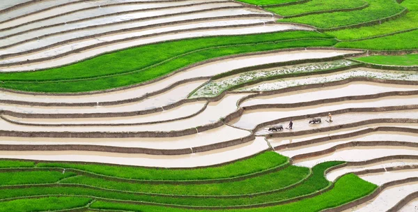 Campos de arroz adosados en Vietnam — Foto de Stock