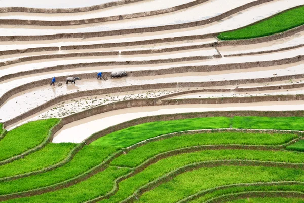 Campos de arroz adosados en Vietnam —  Fotos de Stock