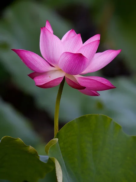 Güzel lotus çiçekleri Vietnam