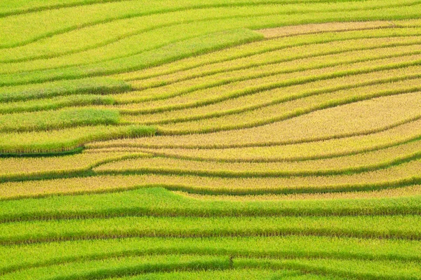 Terasová rýžová pole ve Vietnamu — Stock fotografie