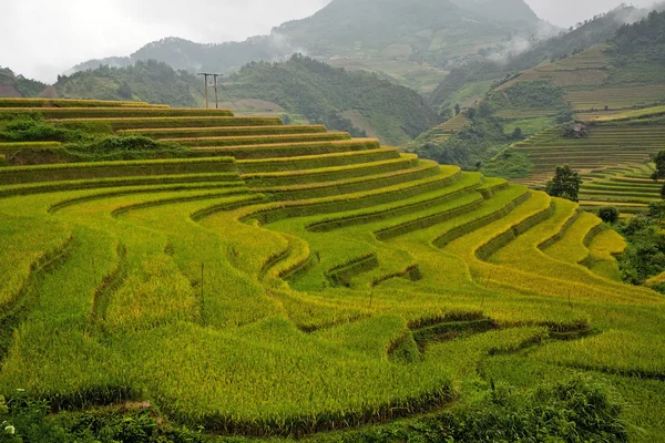 Vietnam 'da teraslı pirinç tarlaları