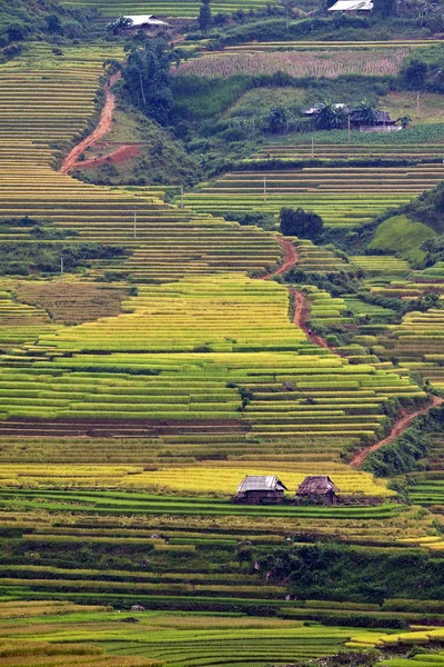 Campi di riso a terrazze in Vietnam — Foto Stock