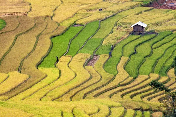 Campos de arroz em terraços em vietnam — Fotografia de Stock