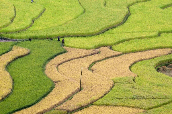 Terasová rýžová pole ve Vietnamu — Stock fotografie