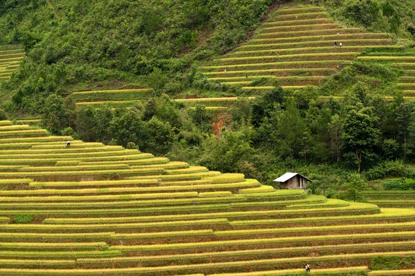 Campos de arroz em terraços em vietnam — Fotografia de Stock