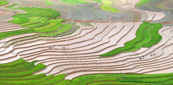 Tarasowe pola ryżowe w Wietnamie — Zdjęcie stockowe