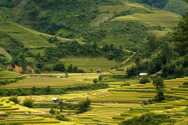 Terraced rice fields in Vietnam