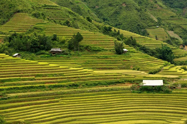 Campos de arroz em terraços em vietnam — Fotografia de Stock