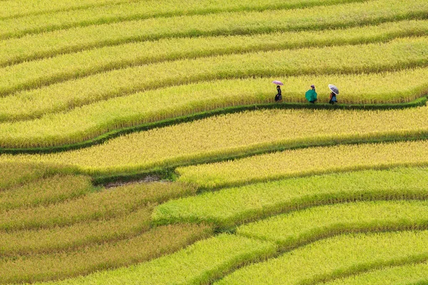 Campos de arroz adosados en Vietnam —  Fotos de Stock