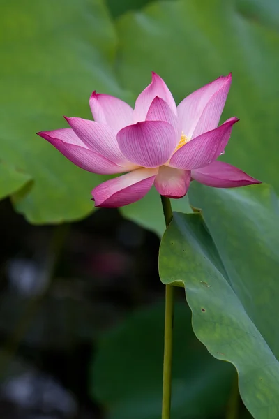 Mooie lotusbloemen in Vietnam — Stockfoto