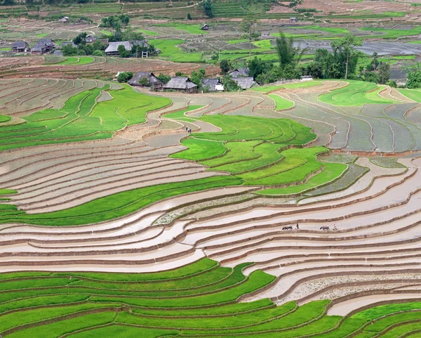 Campos de arroz adosados en Vietnam —  Fotos de Stock