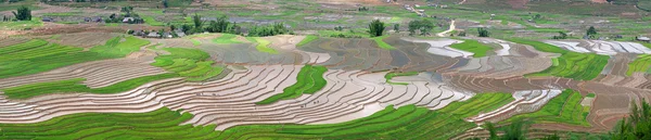 Terraced rice fields in Vietnam — Stock Photo, Image