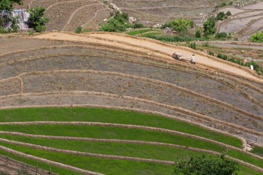 Vietnam 'da teraslı pirinç tarlaları