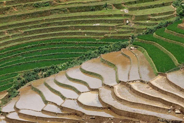 Terrasserade risfält i Vietnam — Stockfoto