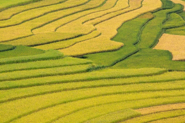 Terasová rýžová pole ve Vietnamu — Stock fotografie