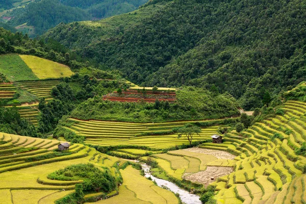 Terasová rýžová pole ve Vietnamu — Stock fotografie