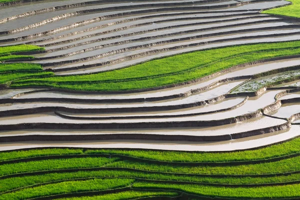 Terasová rýžová pole ve Vietnamu — Stock fotografie