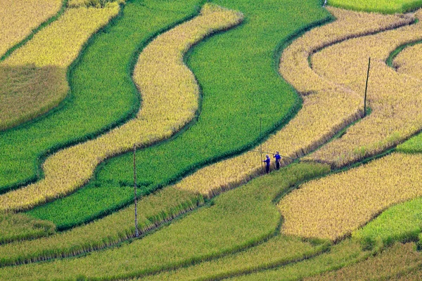 stock image Terraced rice fields in Vietnam