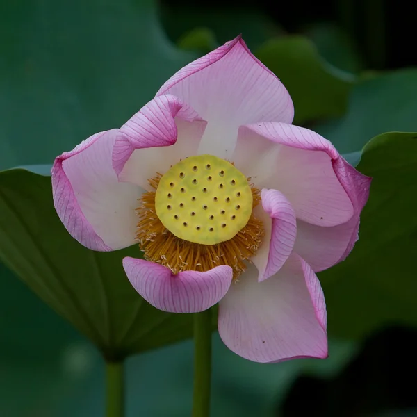 Beautiful lotus flowers in Vietnam — Stock Photo, Image