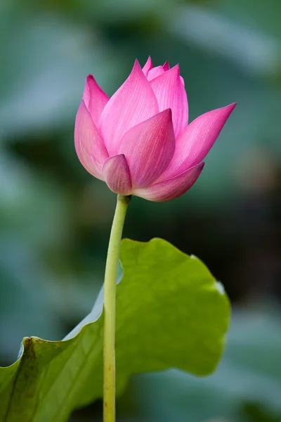 Belles fleurs de lotus au Vietnam — Photo