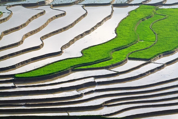 Campos de arroz adosados en Vietnam —  Fotos de Stock