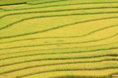 Vietnam 'da teraslı pirinç tarlaları