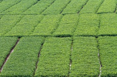 Güzel yer fıstığı alan - arka plan