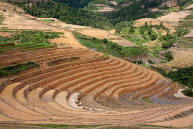Vietnam 'da teraslı pirinç tarlaları