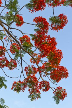 Delonix regia çiçek Vietnam