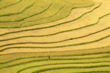 Vietnam 'da teraslı pirinç tarlaları