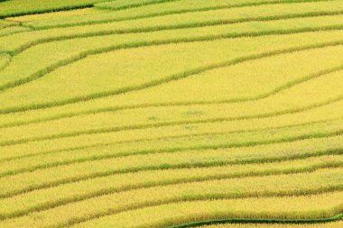 Vietnam 'da teraslı pirinç tarlaları