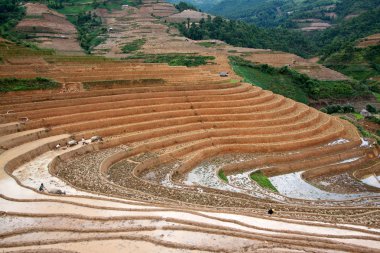 Vietnam 'da teraslı pirinç tarlaları