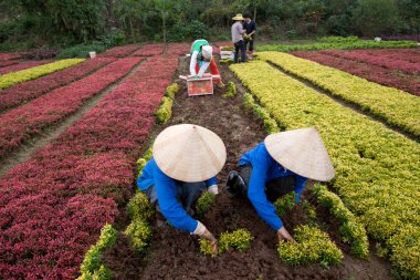 Kimliği belirsiz çiftçi bir grubun çiçekler s için hasat