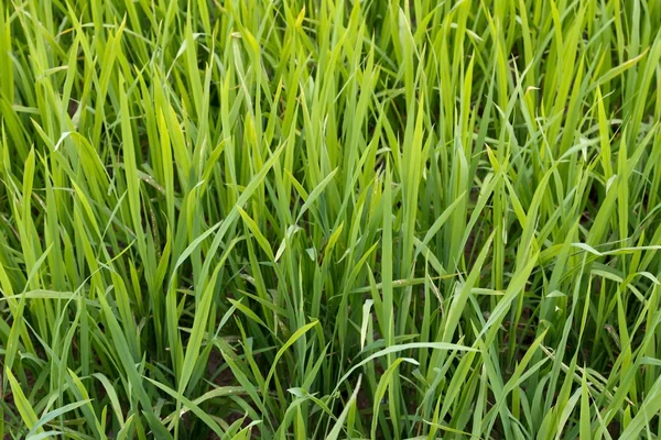 Beautiful green rice field - background — Stock Photo, Image