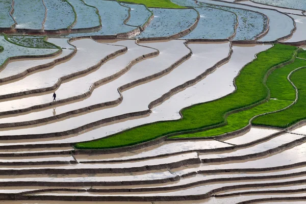 Terrasserade risfält i Vietnam — Stockfoto