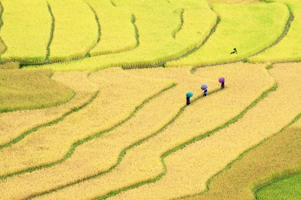 Campos de arroz adosados en Vietnam —  Fotos de Stock