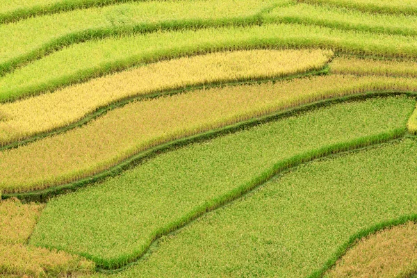 Vietnam 'da teraslı pirinç tarlaları