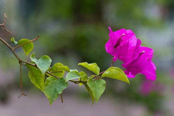 Belas flores de Bougainvillea no Vietnã — Fotografia de Stock