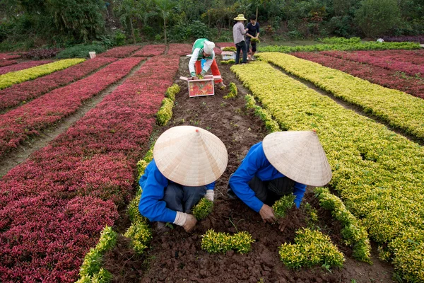 一群身份不明的农民正在为他们收割这些花。 — 图库照片