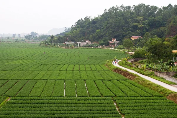 Güzel yer fıstığı alan - arka plan
