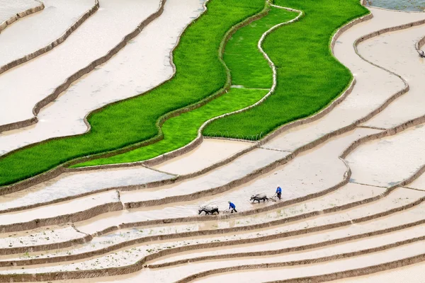 Vietnam 'da teraslı pirinç tarlaları