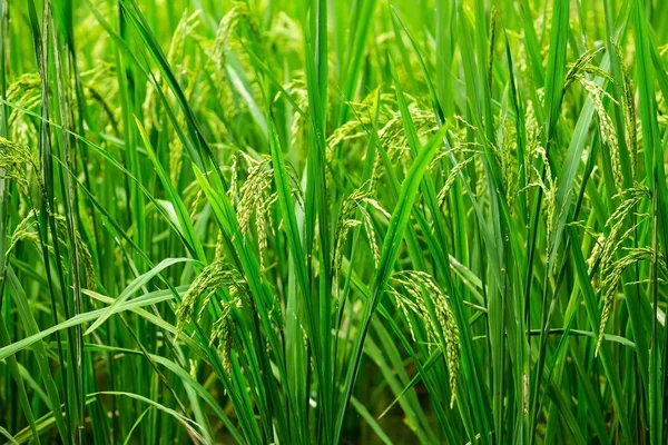 Beautiful green rice field - background — Stock Photo, Image